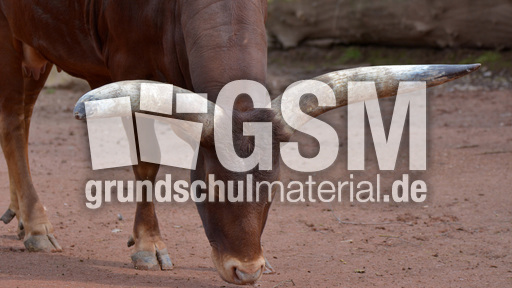 Watussi-Rind (1).jpg